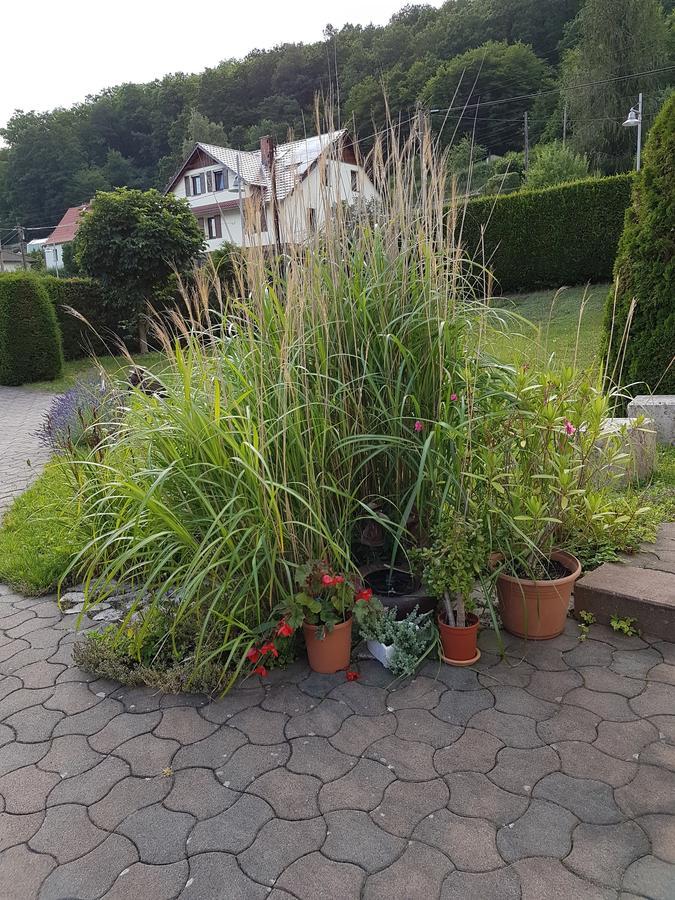 Ferienwohnung Am Rennsteig Bei Eisenach - Ilona Schmidt Wolfsburg-Unkeroda Esterno foto